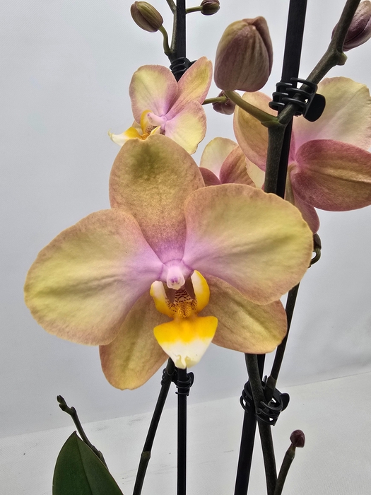 <h4>Limited 45 week 18</h4>