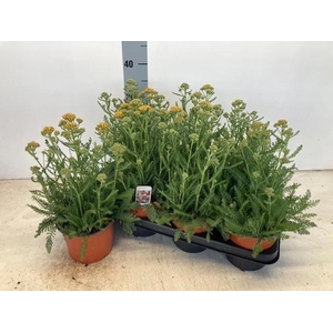 ACHI MILLEFOLIUM