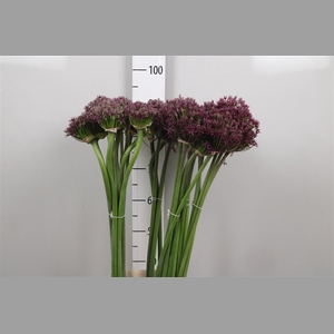 Allium Cherry