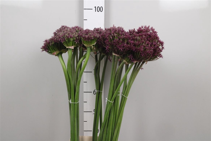 <h4>Allium Cherry</h4>