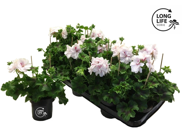 <h4>LongLife Peltatum Double White</h4>