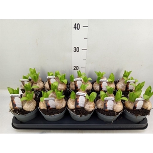 Hyacinthus orie. 'Pearl White'