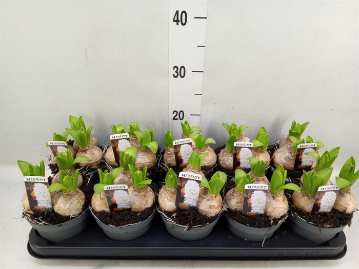 <h4>Hyacinthus orie. 'Pearl White'</h4>