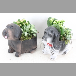 arr2 TD - Ker. honden mix x8 - roze/wit