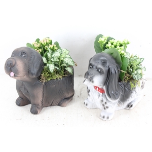 arr2 TD - Ker. honden mix x8 - roze/wit