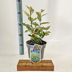 Elaeagnus ebbingei