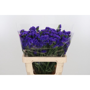 Limonium Crystal Dark Blue