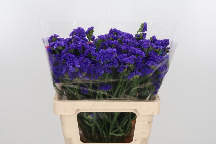 <h4>Limonium Crystal Dark Blue</h4>
