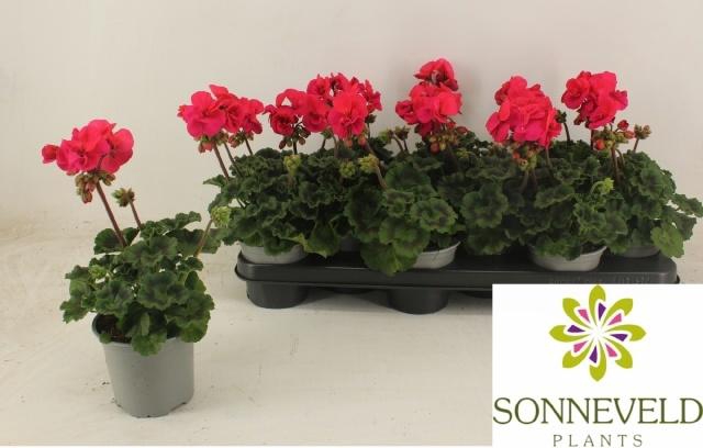 <h4>PEL ZON TOS S ONNO</h4>