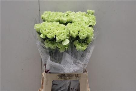 <h4>Di St Marty</h4>