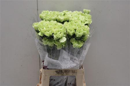 <h4>Di St Marty</h4>