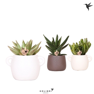 Succ Gemengd Keramiek Scales