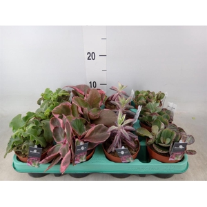 Kalanchoe NF   ...mix