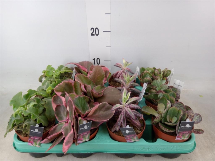 <h4>Kalanchoe NF   ...mix</h4>