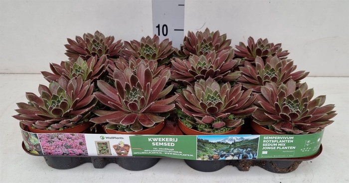 <h4>Sempervivum   ...</h4>