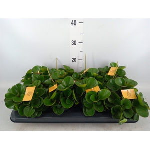 Peperomia obt. 'Obtipan'