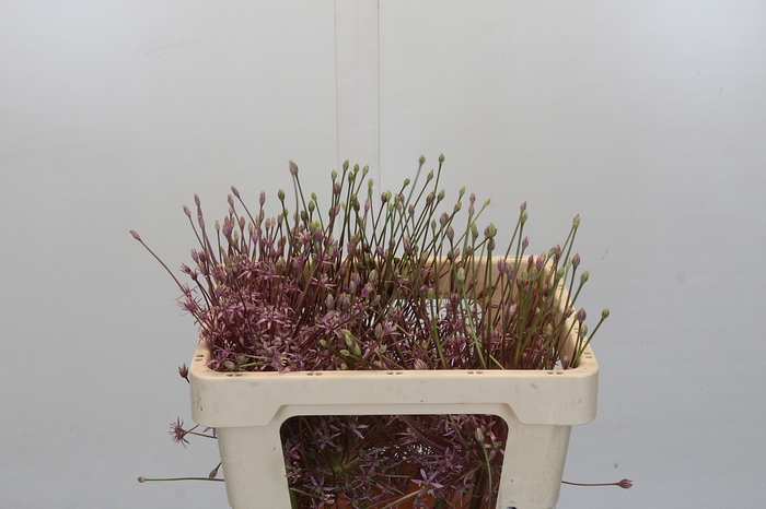 <h4>Allium Schubertii</h4>