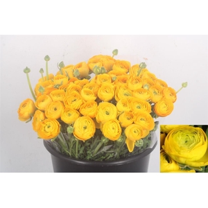 Ran Elegance Yellow Super