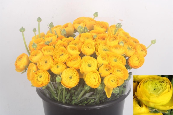 <h4>Ran Elegance Yellow Super</h4>