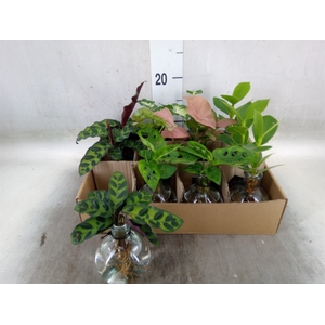 Planten  ..mix