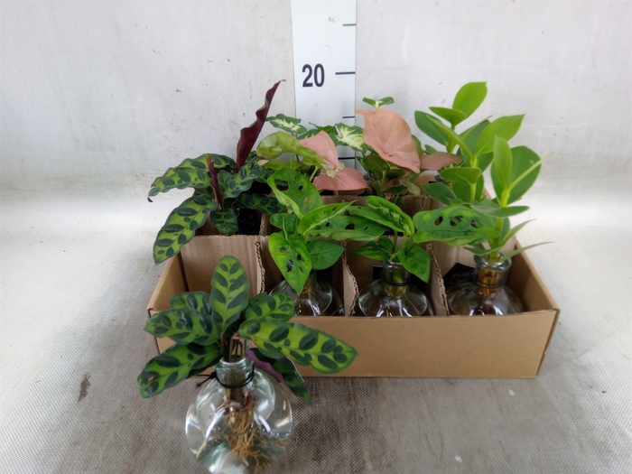 <h4>Planten  ..mix</h4>