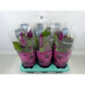 Celosia spic. 'Deep Purple'