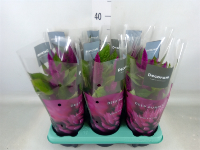 <h4>Celosia spic. 'Deep Purple'</h4>