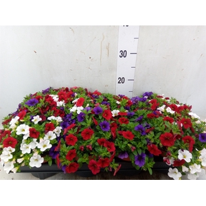 Calibrachoa  'Cabaret MM Candyhous'