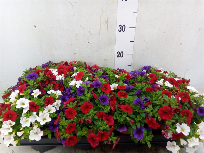 <h4>Calibrachoa  'Cabaret MM Candyhous'</h4>