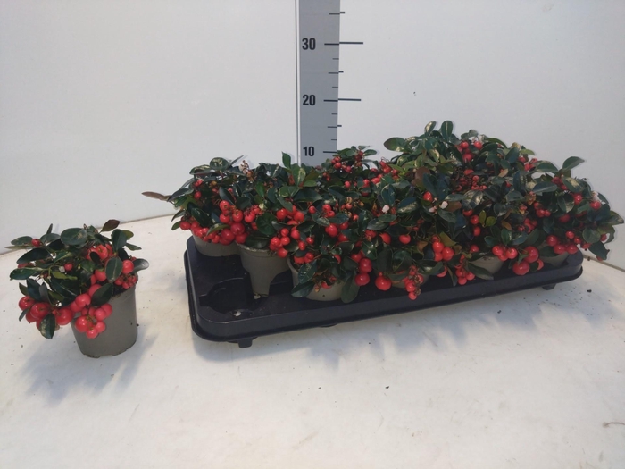 <h4>GAULTH PR BIG BERRY</h4>