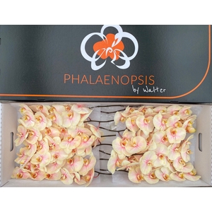Phalaenopsis Coloured Sunshine 10-14
