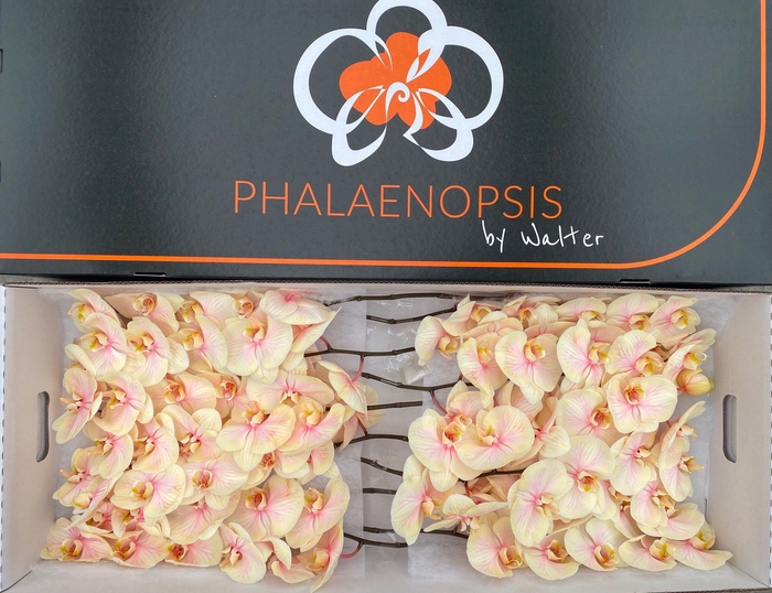 <h4>Phalaenopsis Coloured Sunshine 10-14</h4>