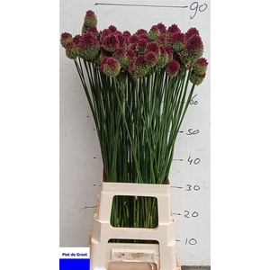 Allium Sphaerocephalon