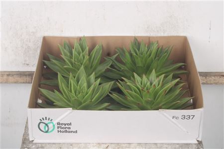 <h4>Echeveria Ebony X4</h4>