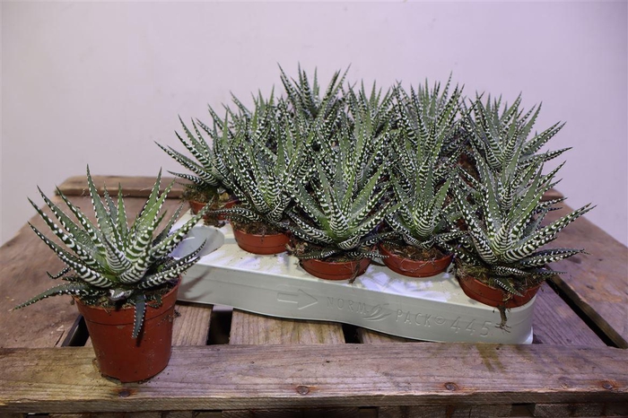 <h4>Haworthia F Big Band</h4>