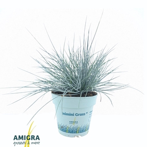 Festuca glauca