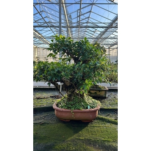 Ficus retusa, pot 44cm. Height 75cm.( single item)