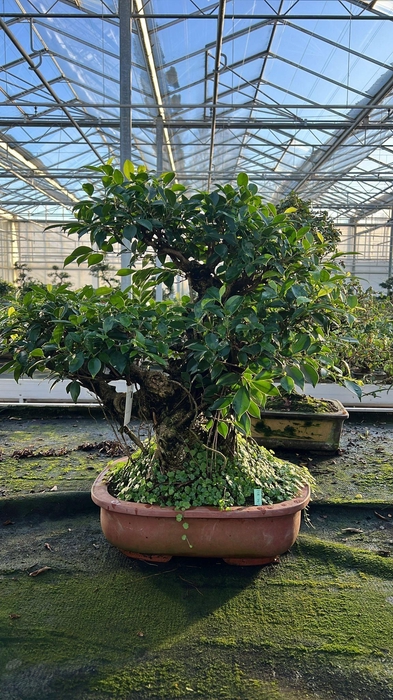 <h4>Ficus retusa, pot 44cm. Height 75cm.( single item)</h4>
