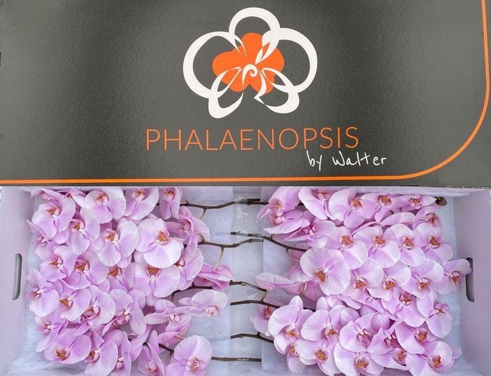 <h4>Phal Tikal 10-14</h4>