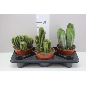 Cactus Gemengd