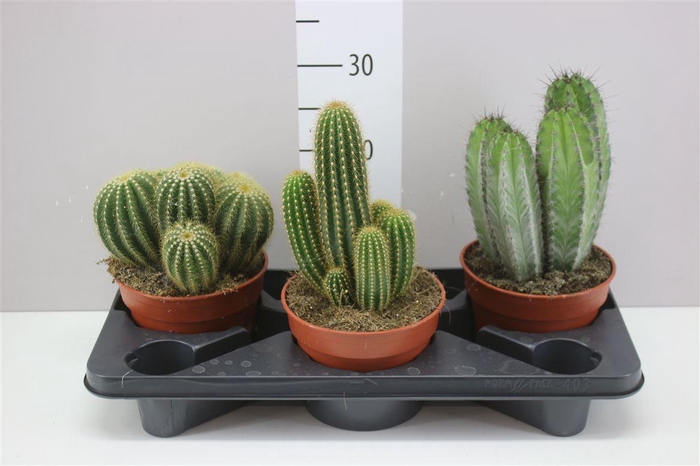 <h4>Cactus Gemengd</h4>
