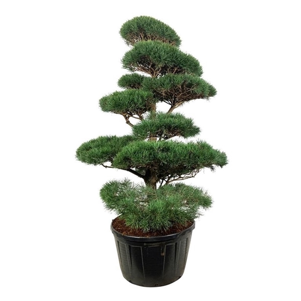 <h4>Pinus sylvestris</h4>