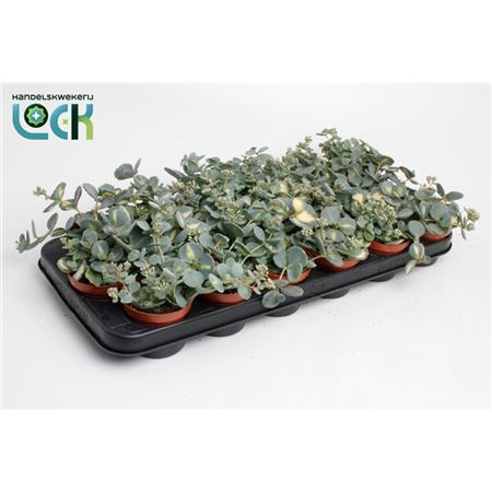 <h4>Sedum Siebolii</h4>