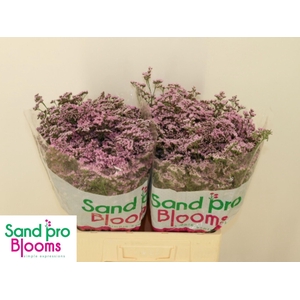 Limonium 'Safora Oshi Pink'