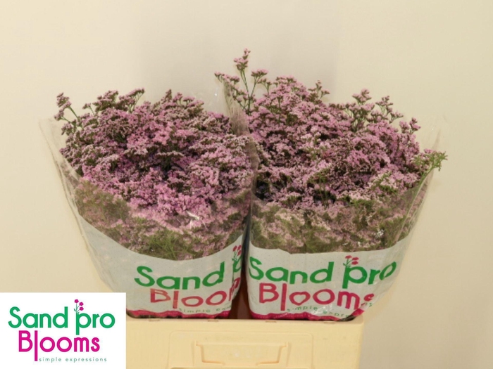 <h4>Limonium 'Safora Oshi Pink'</h4>