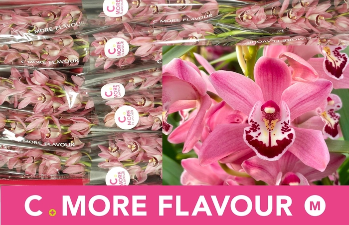 <h4>CYMB MI BUBBLEGUM</h4>