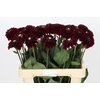 Dahlia Black Fox