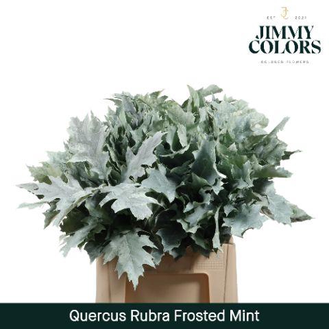 <h4>Quercus Rubra L60 Frosted Mint</h4>