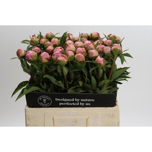 Paeonia Catharina Fontijn