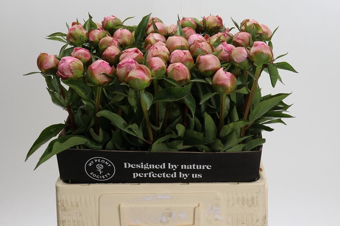 <h4>Paeonia Catharina Fontijn</h4>